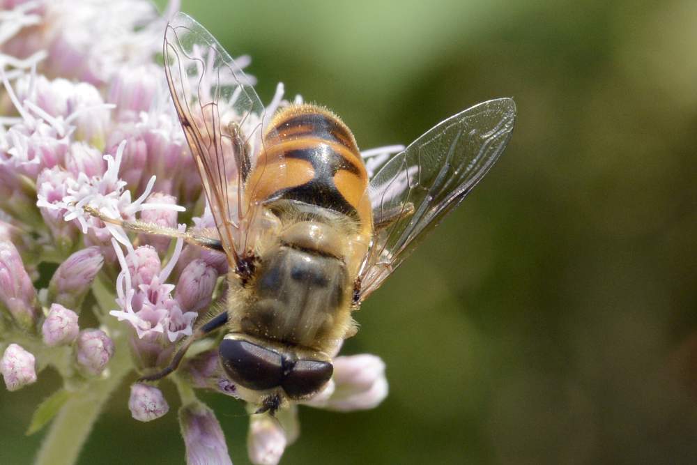 Dittero da ID credo eristalis