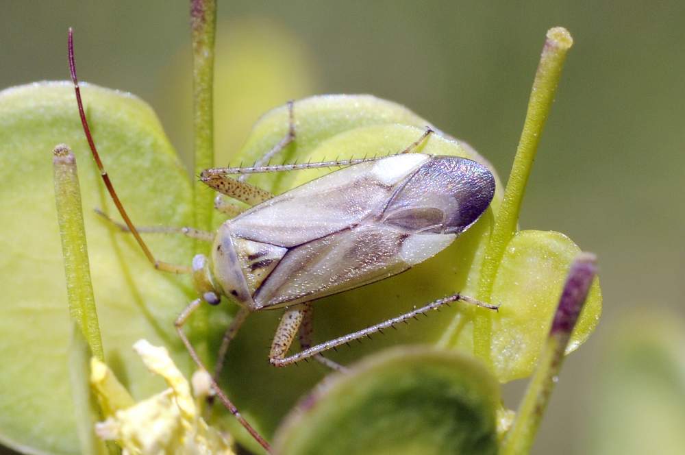 Miridae: Adelphocoris lineolatus del Veneto (TV)