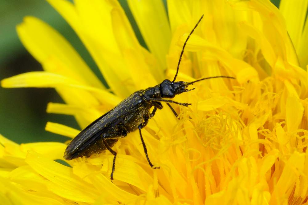Spero, coleottero da identificare - Oedemeridae