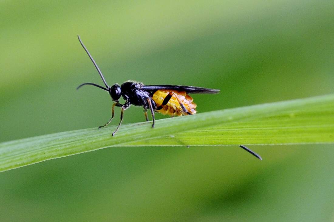 Femmina di Braconidae