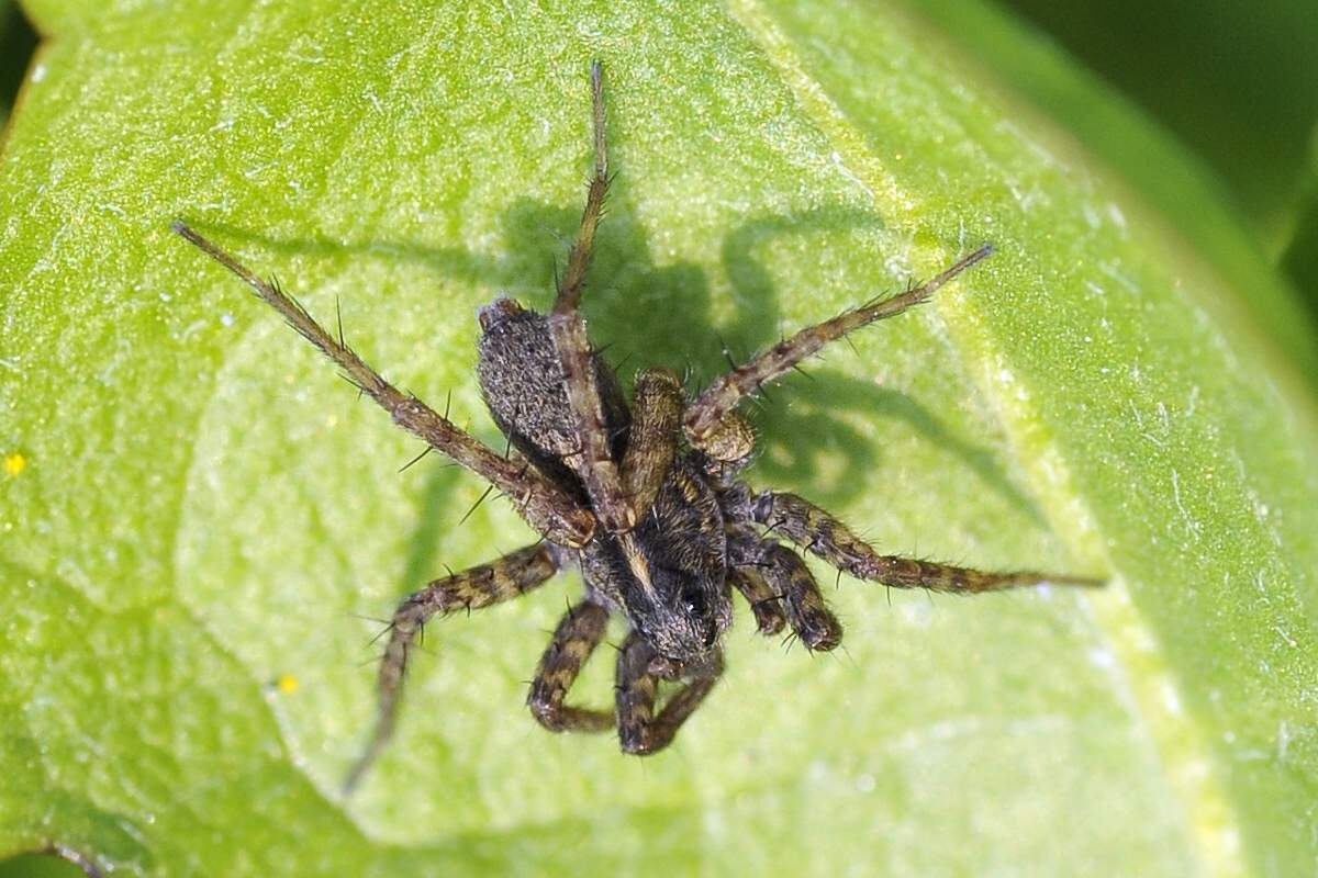 Pardosa sp.