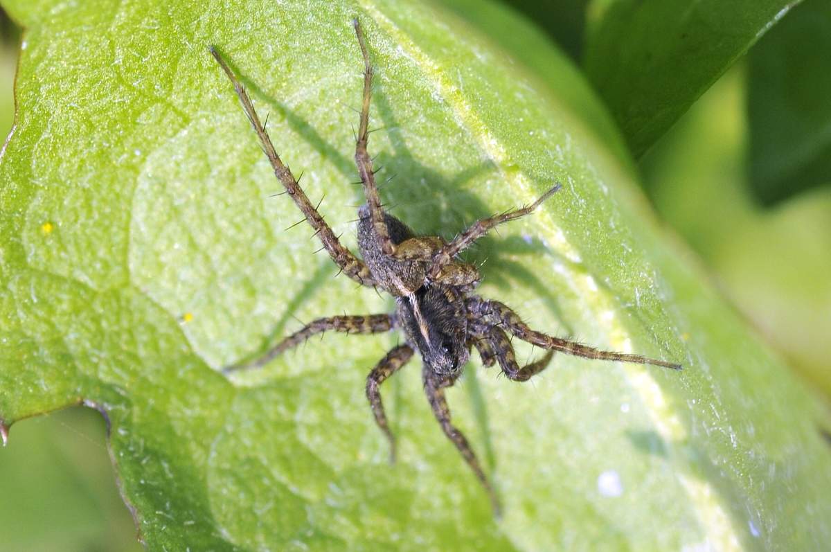 Pardosa sp.