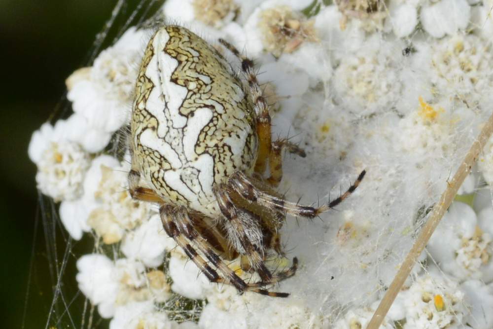 Aculepeira ceropegia - M. Grappa (TV)