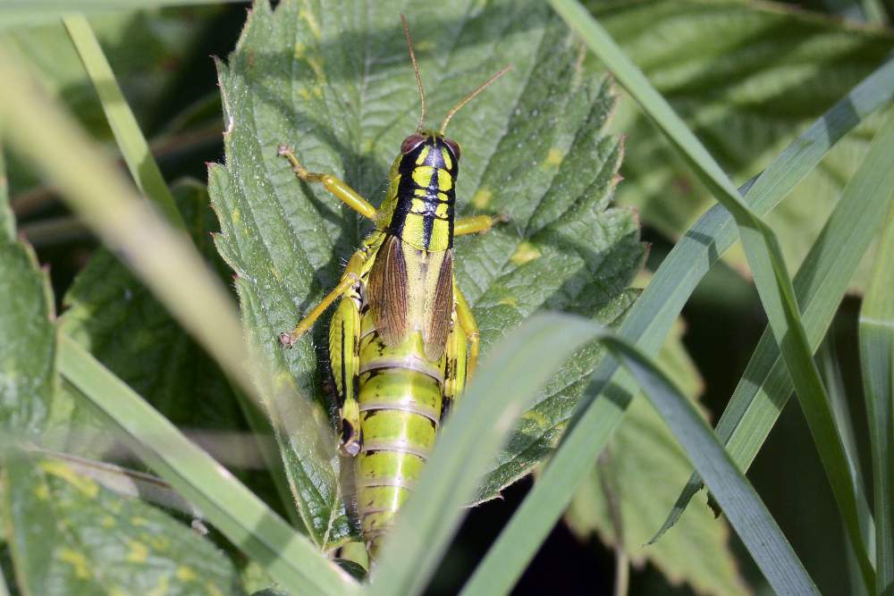 Cavalletta da ID