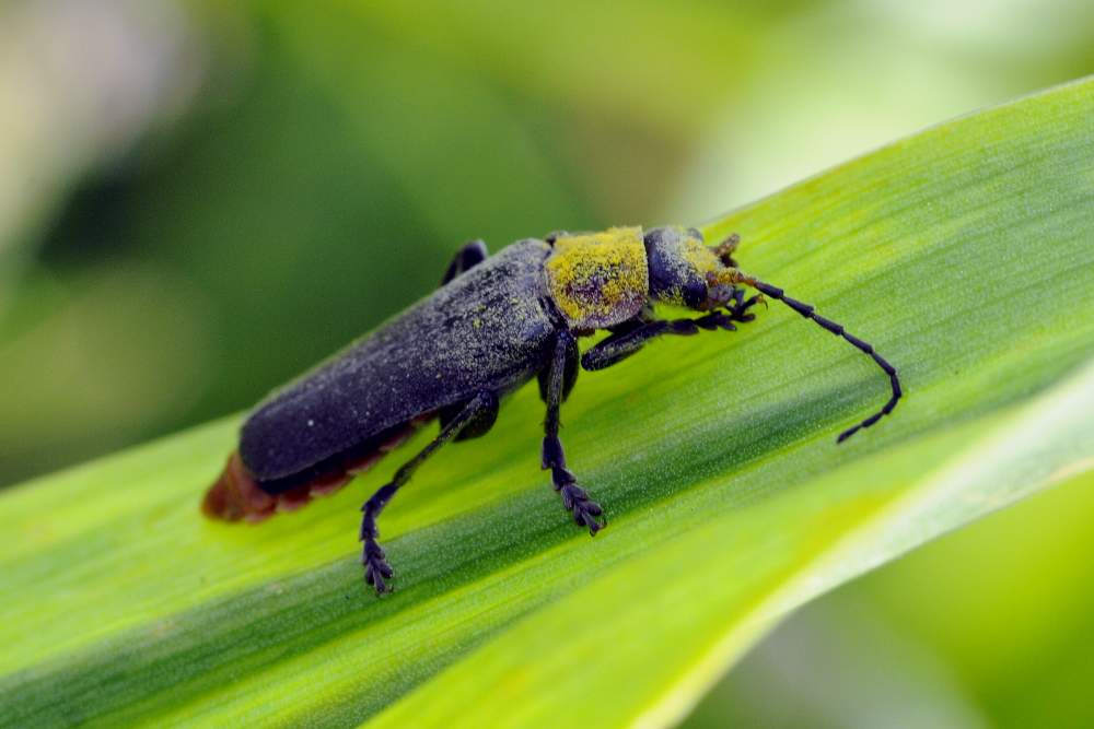 Credo coleottero, da ID - Cantharis fusca