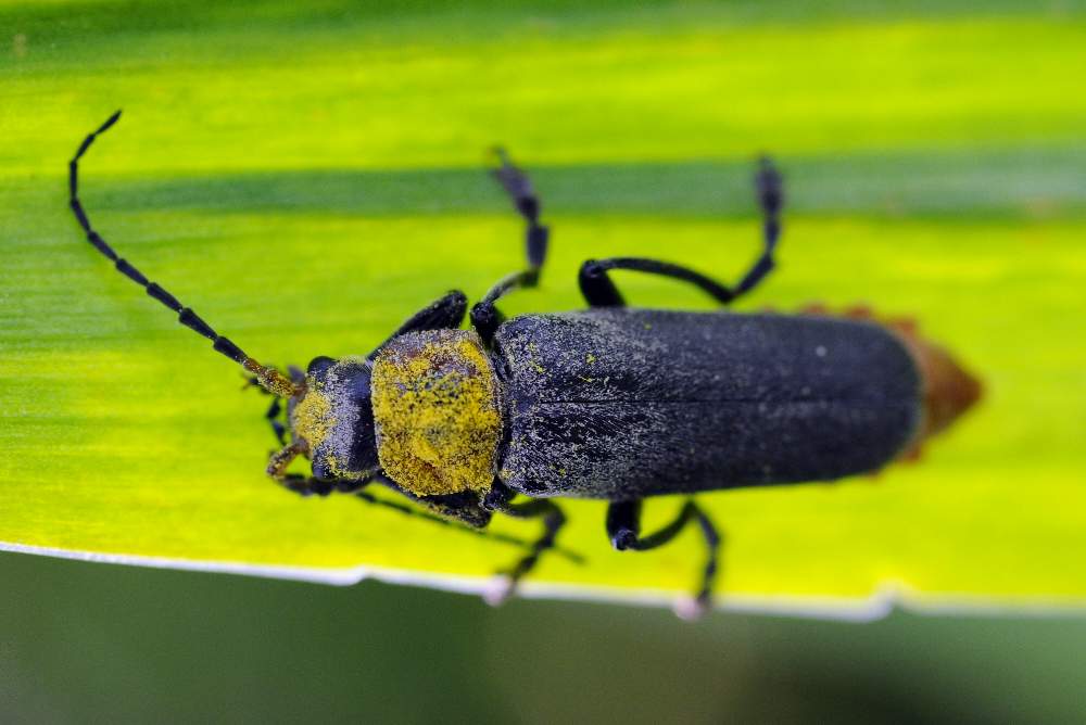 Credo coleottero, da ID - Cantharis fusca