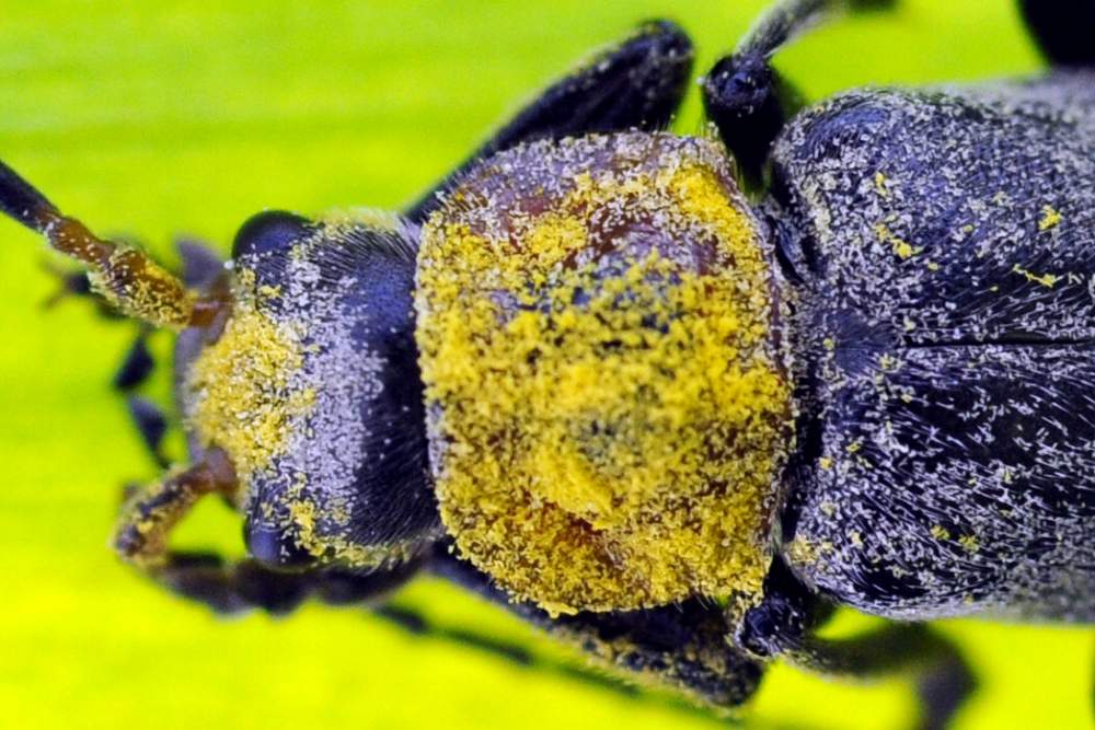 Credo coleottero, da ID - Cantharis fusca