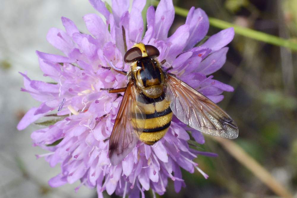 Credo Volucella inanis