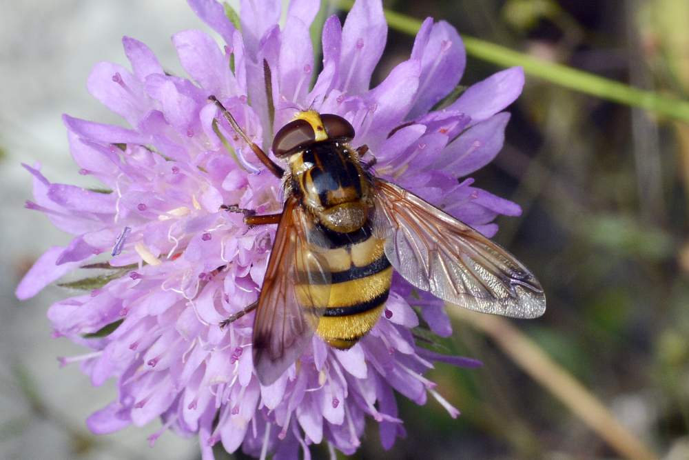 Credo Volucella inanis