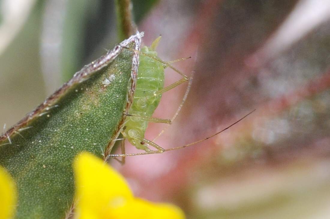 Aphididae - Acyrthosiphon loti del Veneto (TV)
