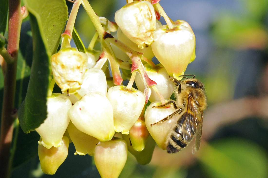 Apis mellifera su fiori di corbezzolo