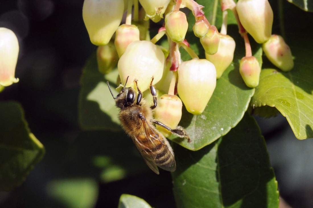 Apis mellifera su fiori di corbezzolo