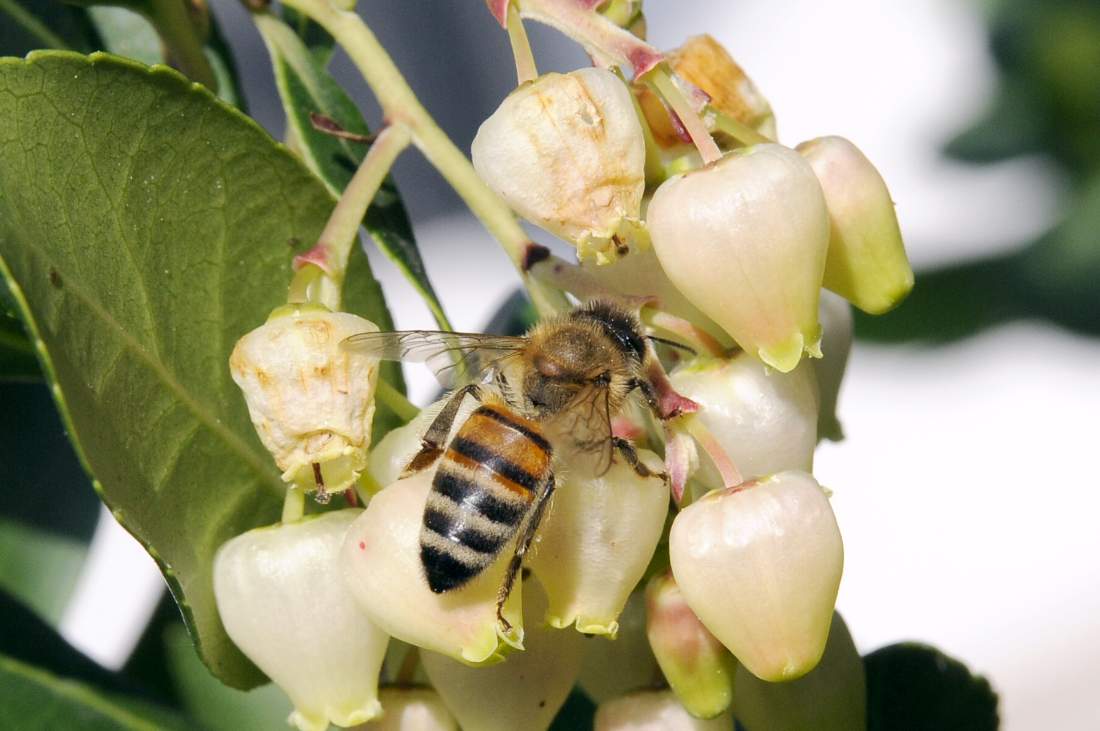 Apis mellifera su fiori di corbezzolo