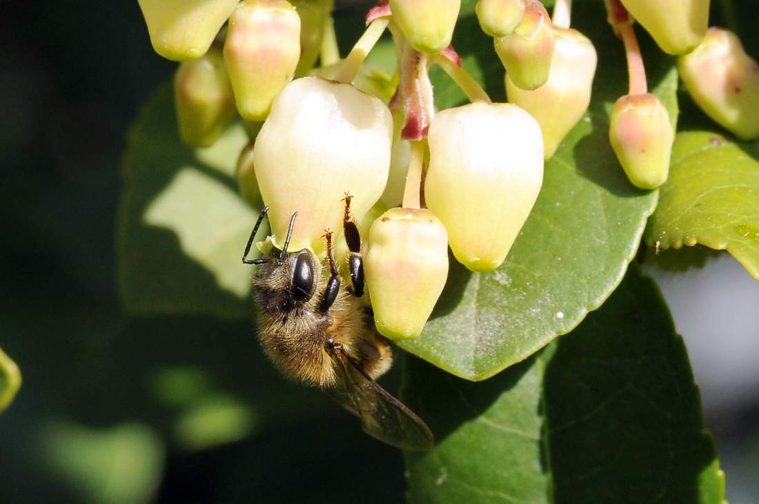 Apis mellifera su fiori di corbezzolo