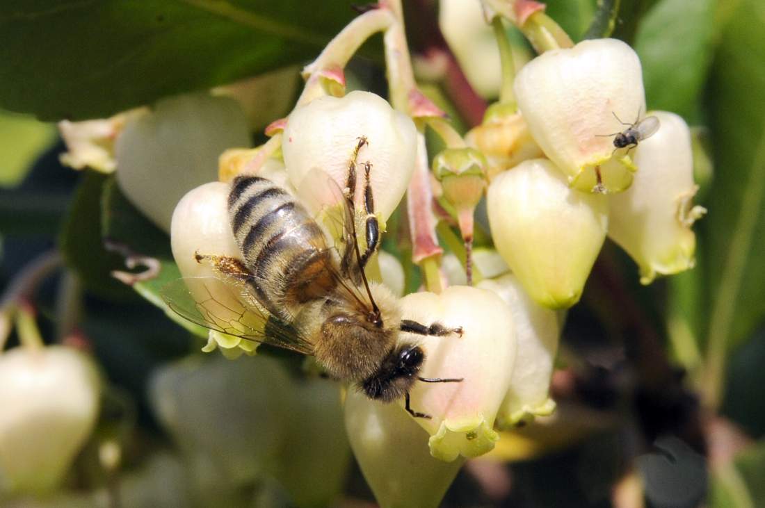 Apis mellifera su fiori di corbezzolo