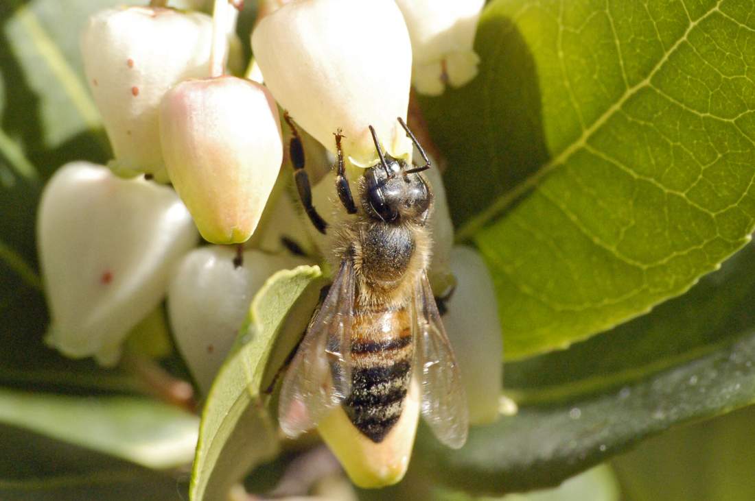 Apis mellifera su fiori di corbezzolo