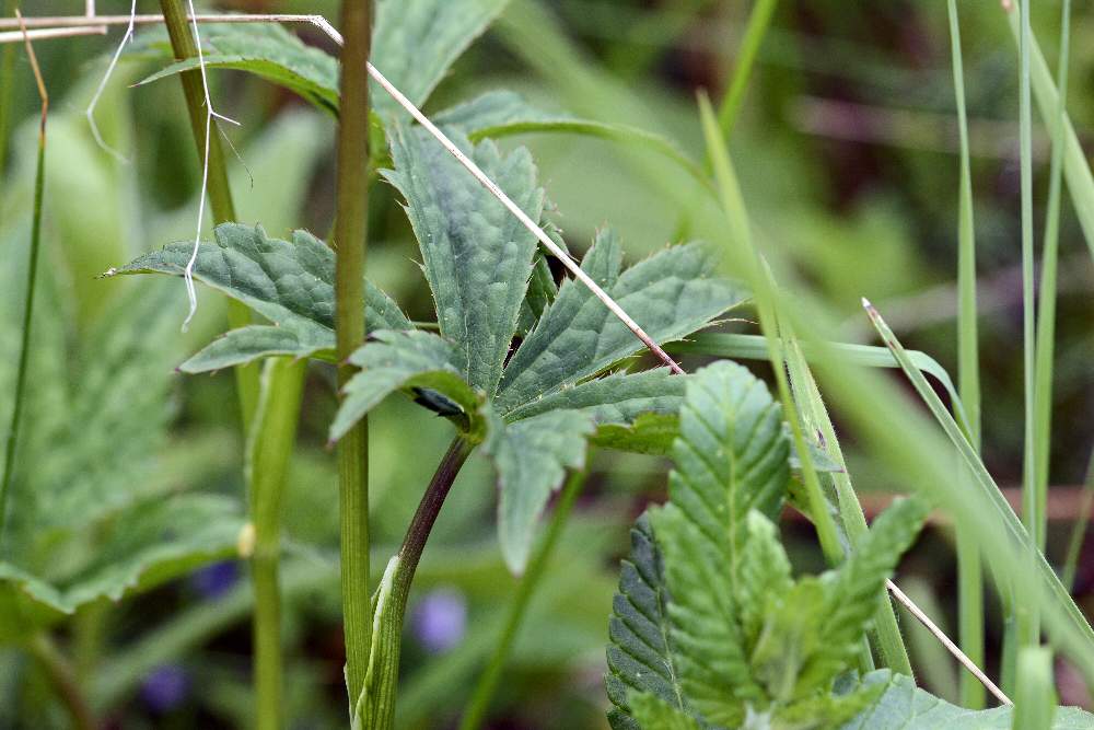 Astrantia major