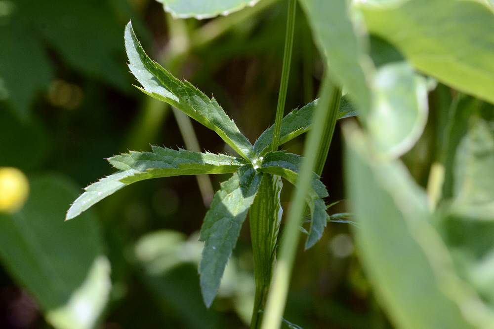 Astrantia major