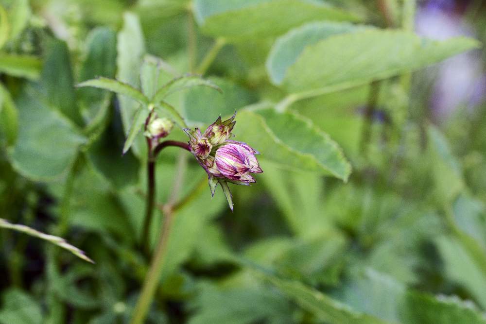 Astrantia major