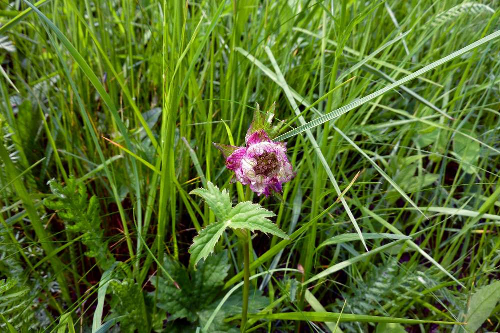 Astrantia major