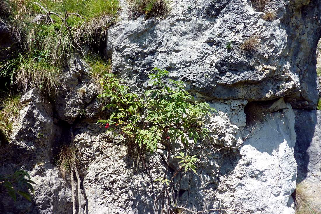 Arbusto a bacche rosse -  Sambucus racemosa