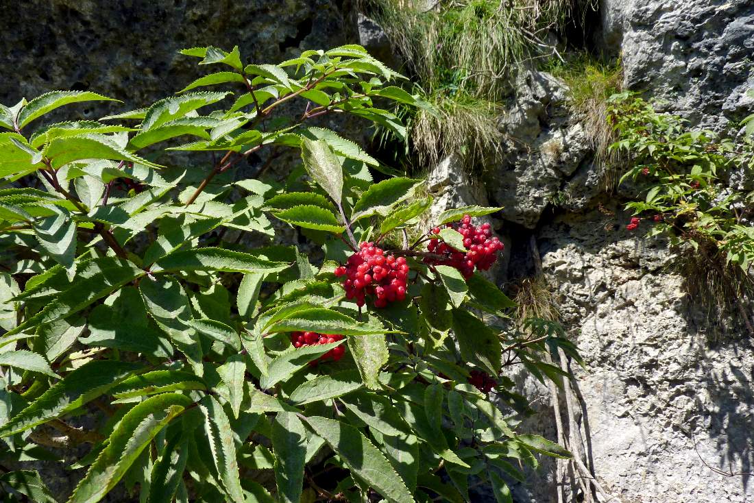 Arbusto a bacche rosse -  Sambucus racemosa
