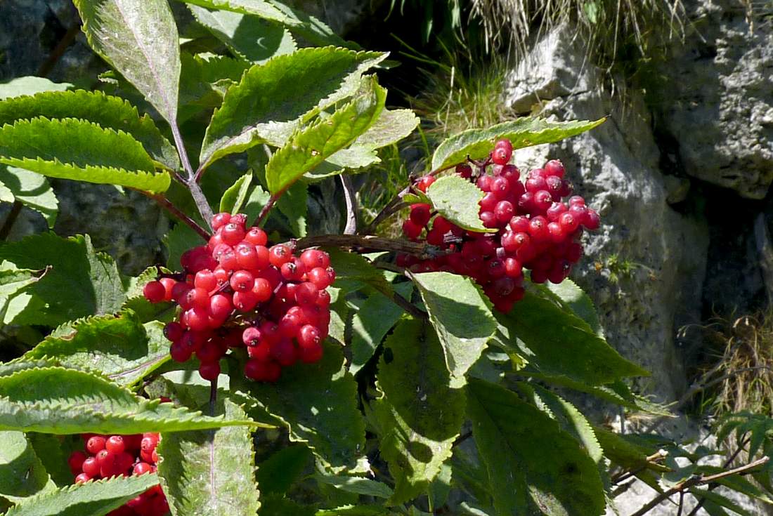 Arbusto a bacche rosse -  Sambucus racemosa