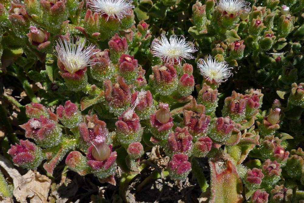 Mesembryanthemum cristallinum / Erba cristallina comune