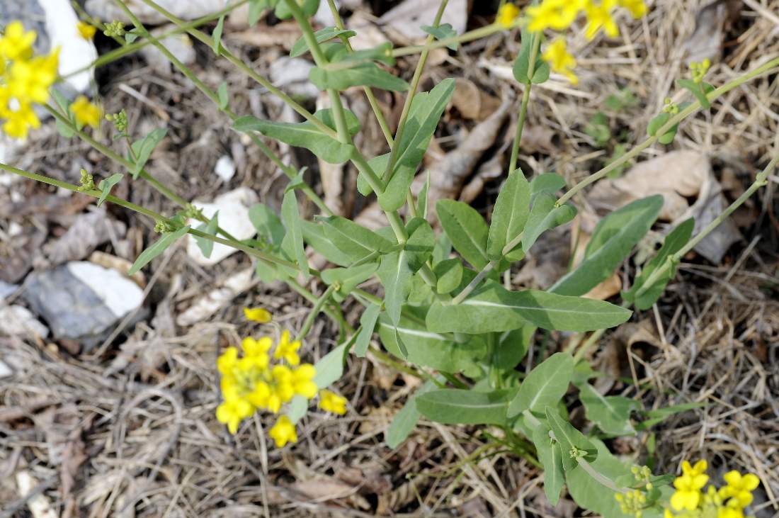Myagrum perfoliatum ?