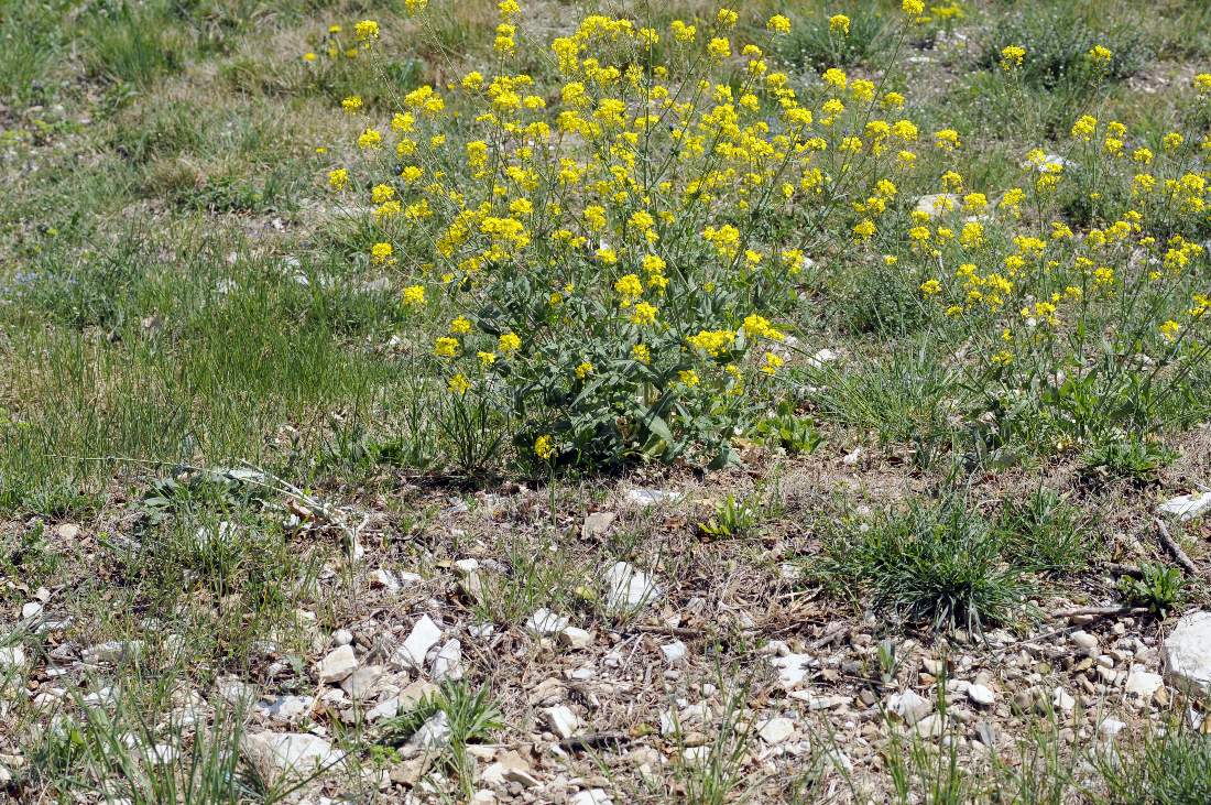 Myagrum perfoliatum ?