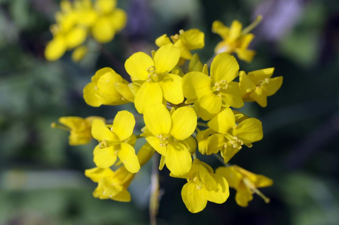 Myagrum perfoliatum ?