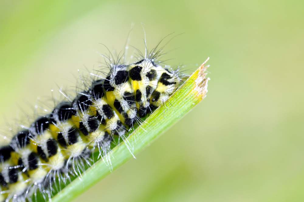 Bruco da identificare