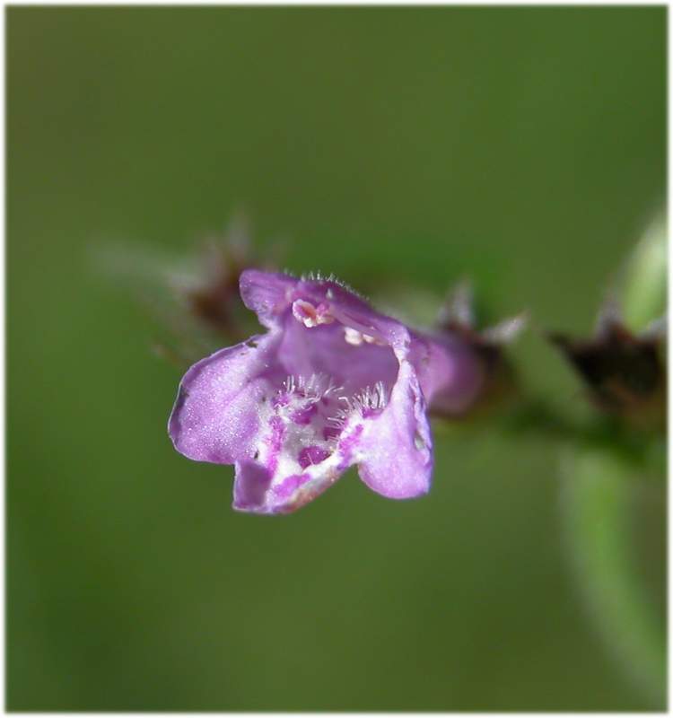 Fiore violetto - Calamintha sp.