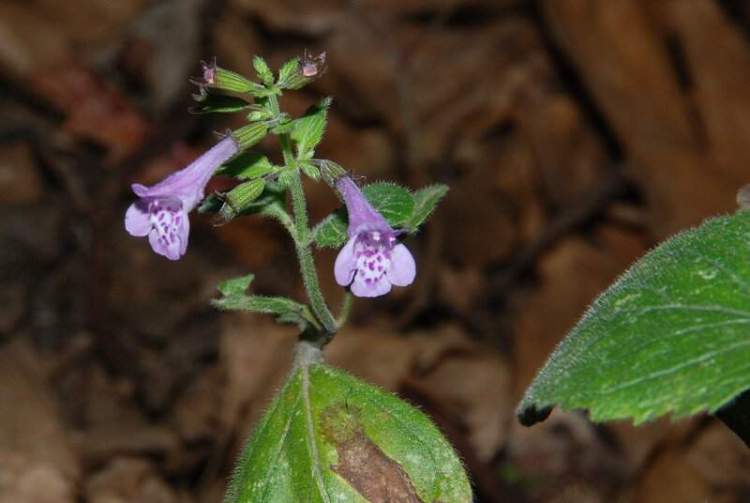 Fiore violetto - Calamintha sp.