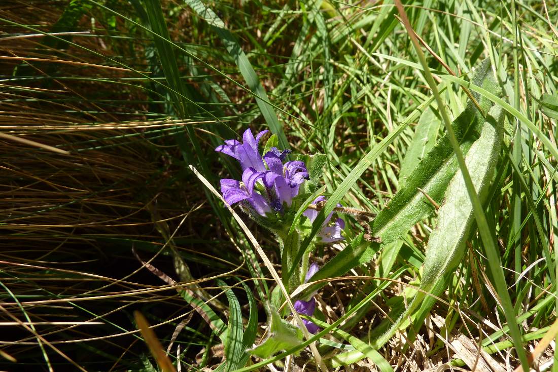 Campanula da ID