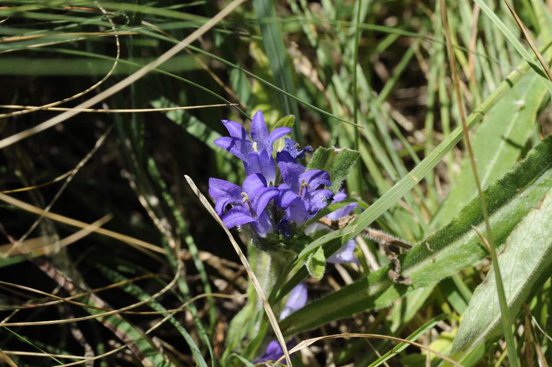 Campanula da ID