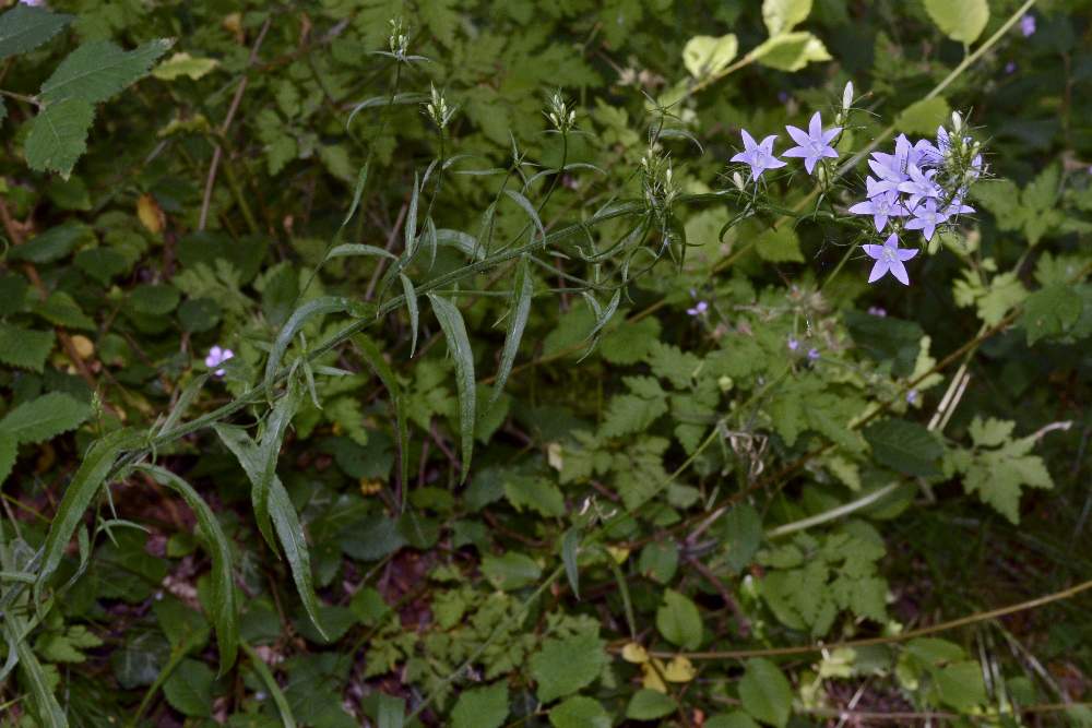 Campanula rapunculus