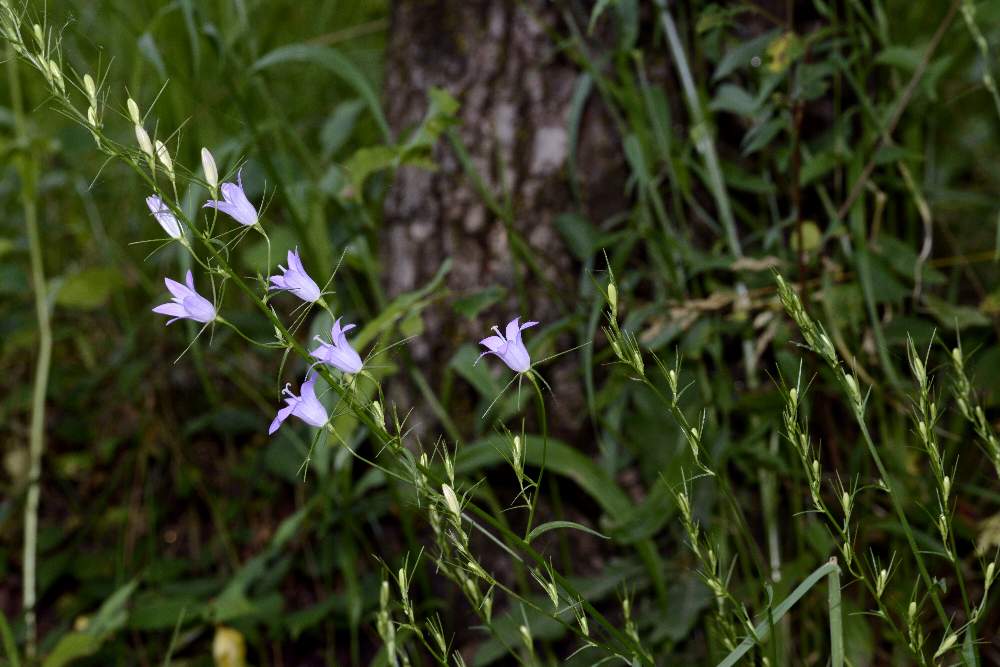 Campanula rapunculus