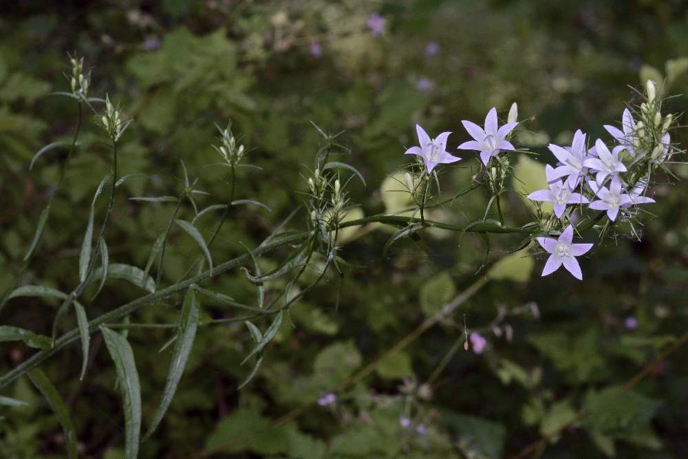 Campanula rapunculus