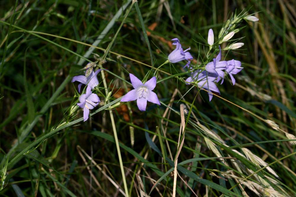 Campanula rapunculus