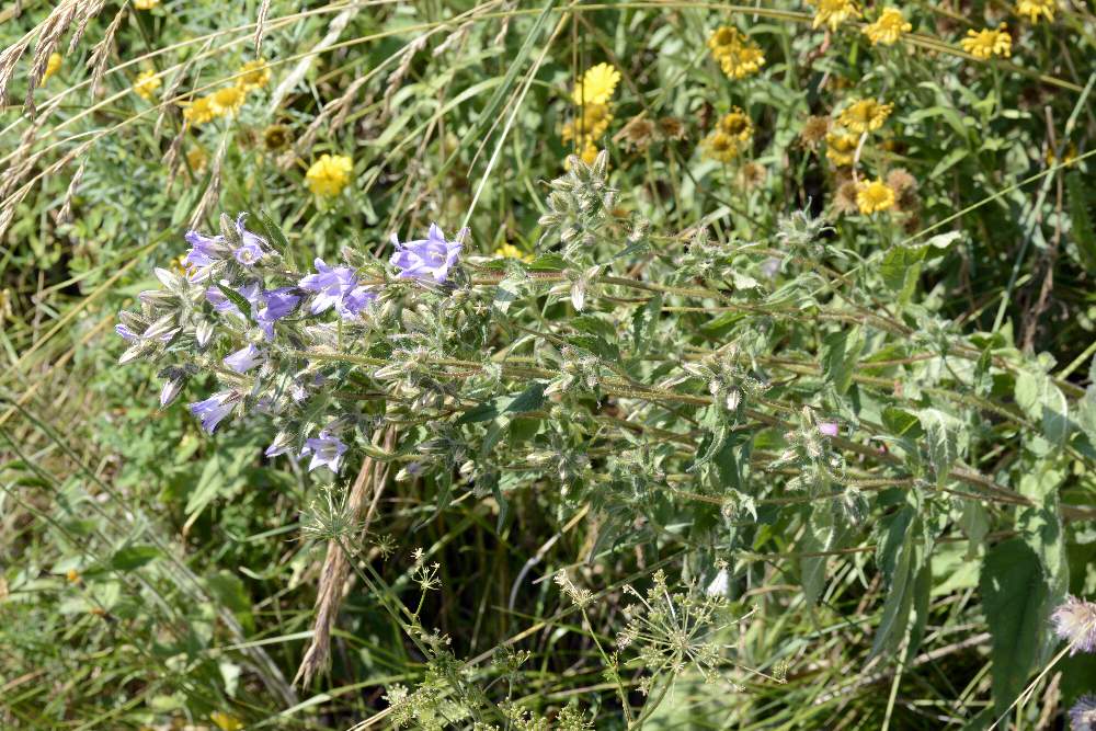 Campanule pelose - Campanula trachelium