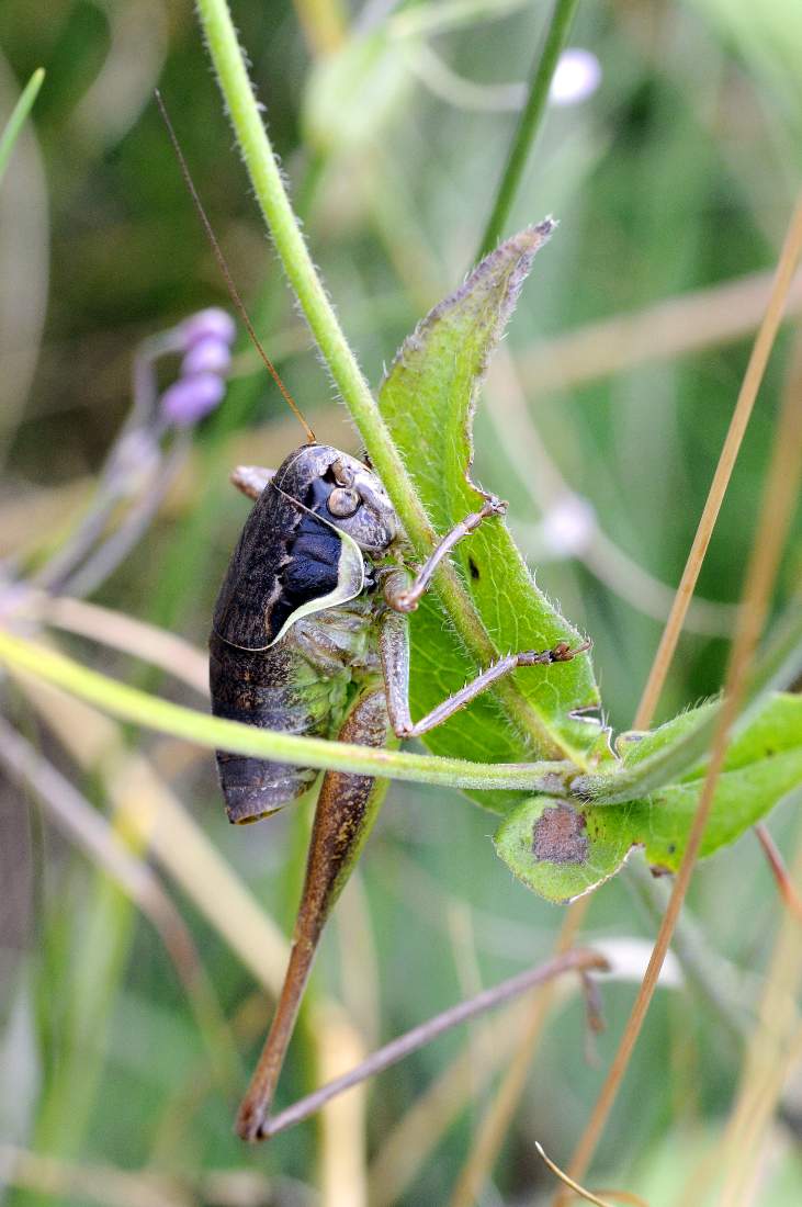 Cavalletta da ID monogamba