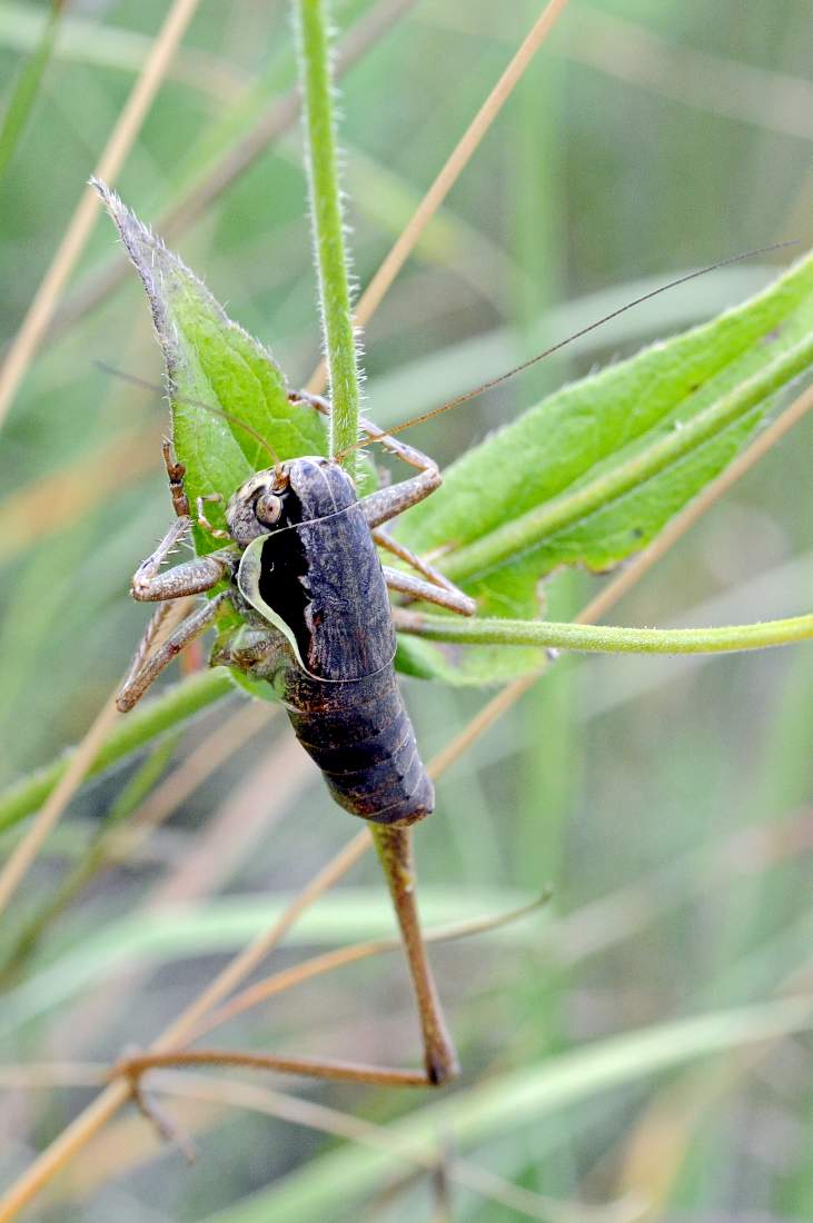 Cavalletta da ID monogamba