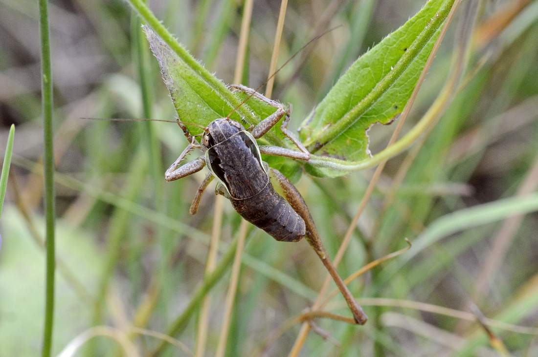 Cavalletta da ID monogamba