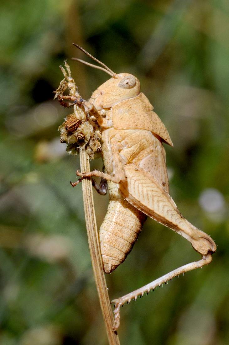 Cavalletta monogamba: Oedipoda sp.
