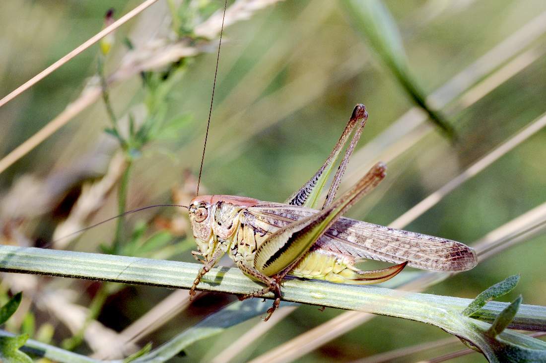 Cavalletta: Platycleis sp.