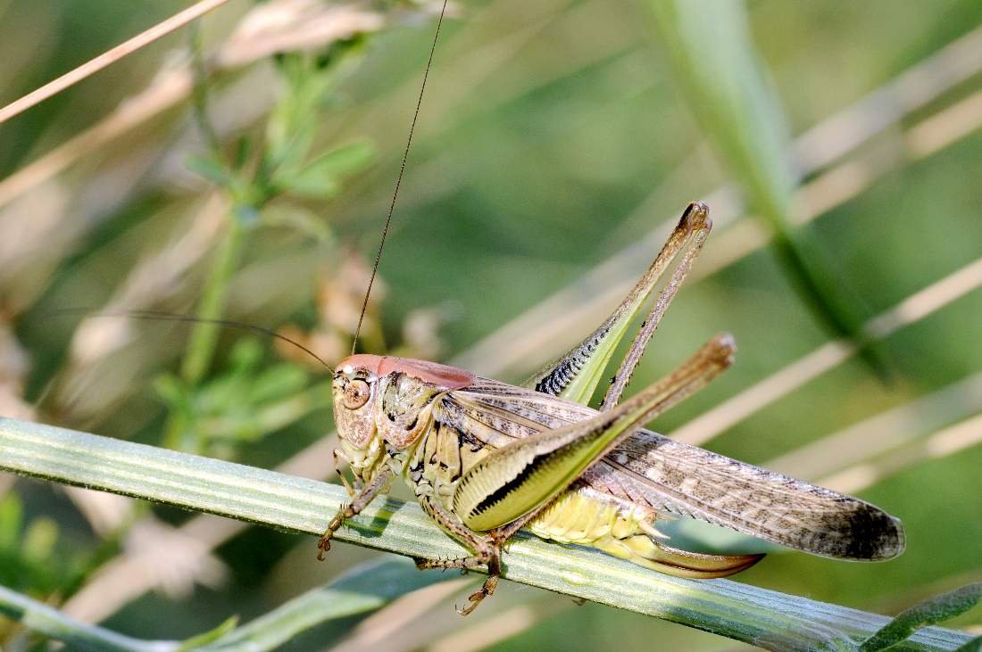 Cavalletta: Platycleis sp.