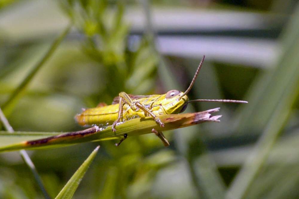 Cavalletta da ID