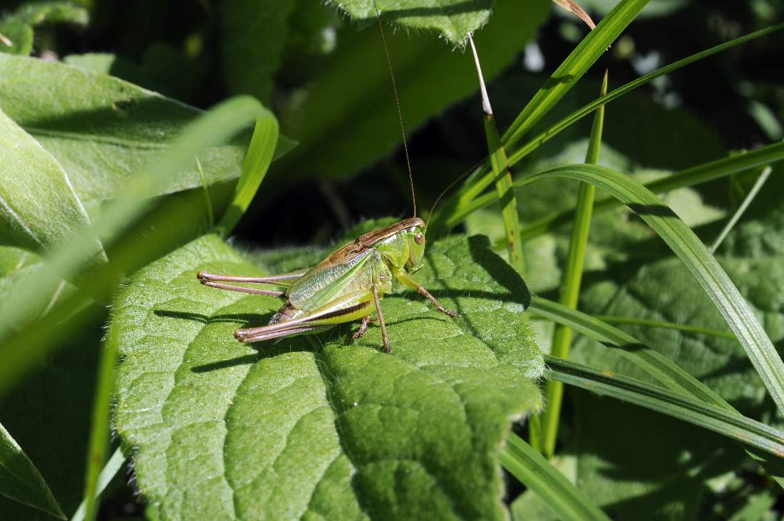 Tettigoniidae: Bicolorana bicolor