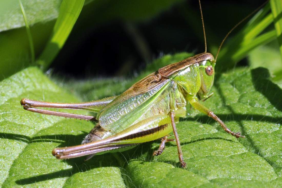 Tettigoniidae: Bicolorana bicolor